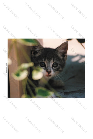 Foster Kitten