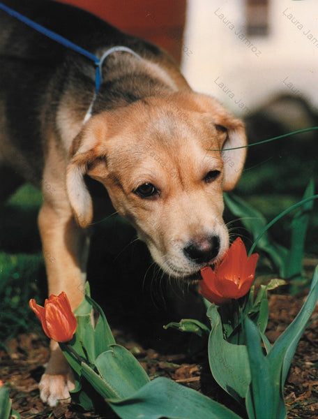 Sniffing the Tulip