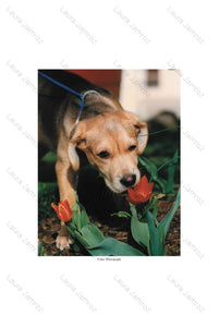 Sniffing the Tulip