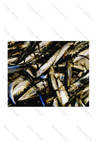 Venice Fish - Acquadelle